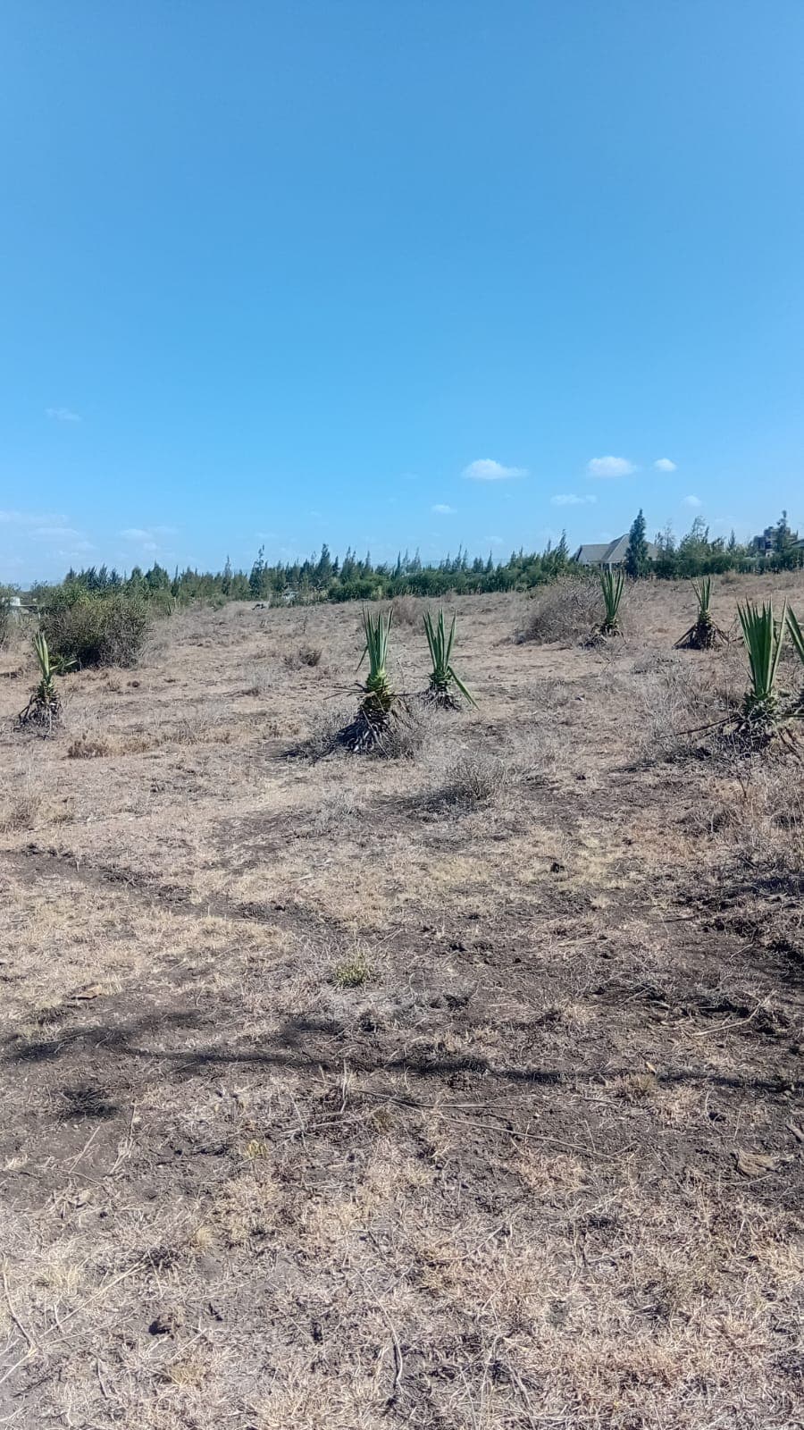 1 ACRE PRIME LAND FOR SALE – KANTAFU image 2