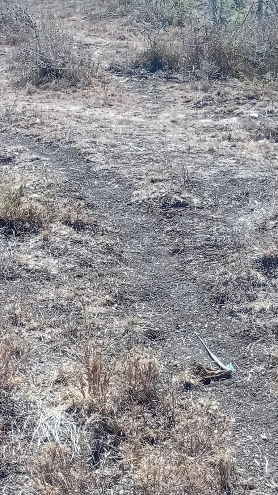 1 ACRE PRIME LAND FOR SALE – KANTAFU image 5