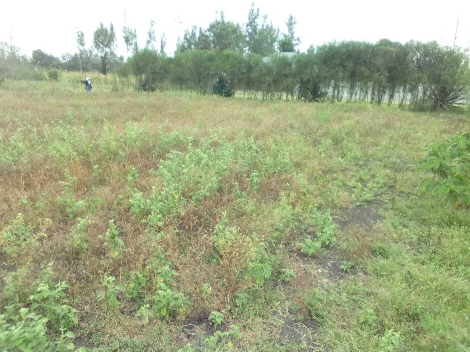 PLOT FOR SALE image 2